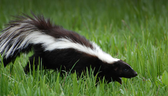 I Got Skunked