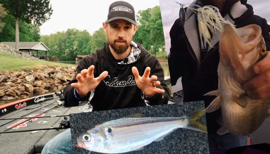 Top 10 Shad Spawn Baits