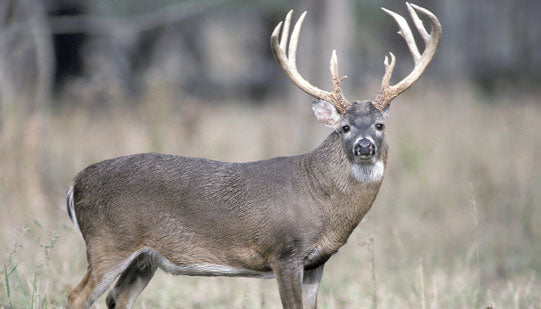 To Hunt or Fish in November?